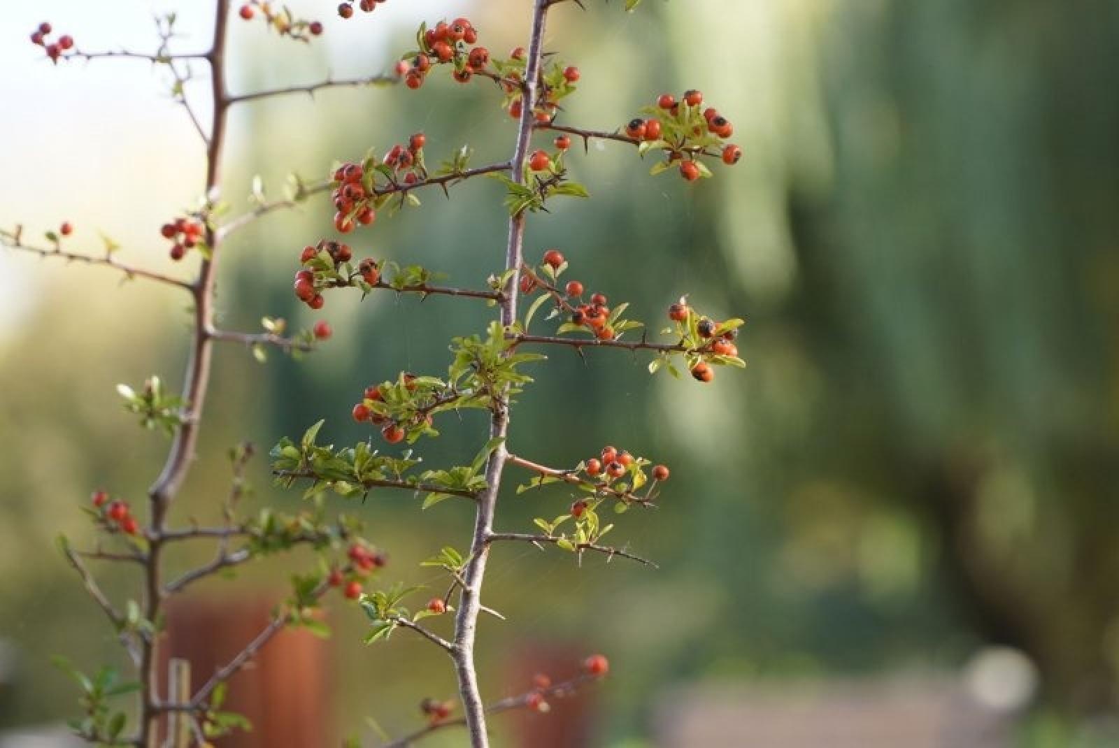 Zdjęcie w galerii na portalu naszraciborz.pl: Obywatelska cegiełka do zielonego Raciborza wiadomości z regionu