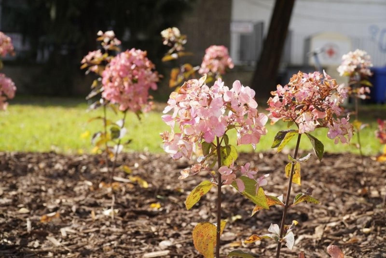 Zdjęcie w galerii na portalu naszraciborz.pl: Obywatelska cegiełka do zielonego Raciborza wiadomości z regionu