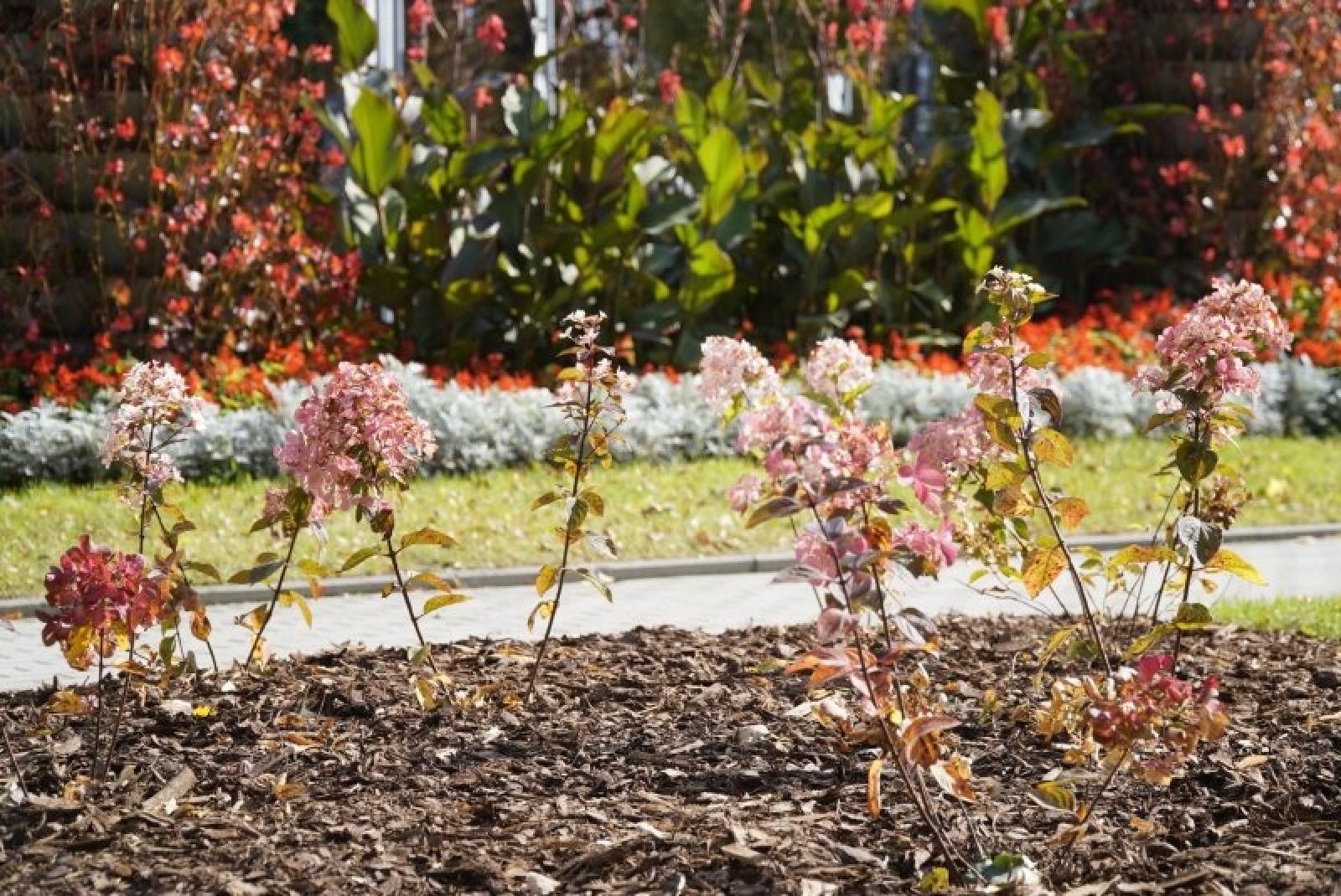 Zdjęcie w galerii na portalu naszraciborz.pl: Obywatelska cegiełka do zielonego Raciborza wiadomości z regionu