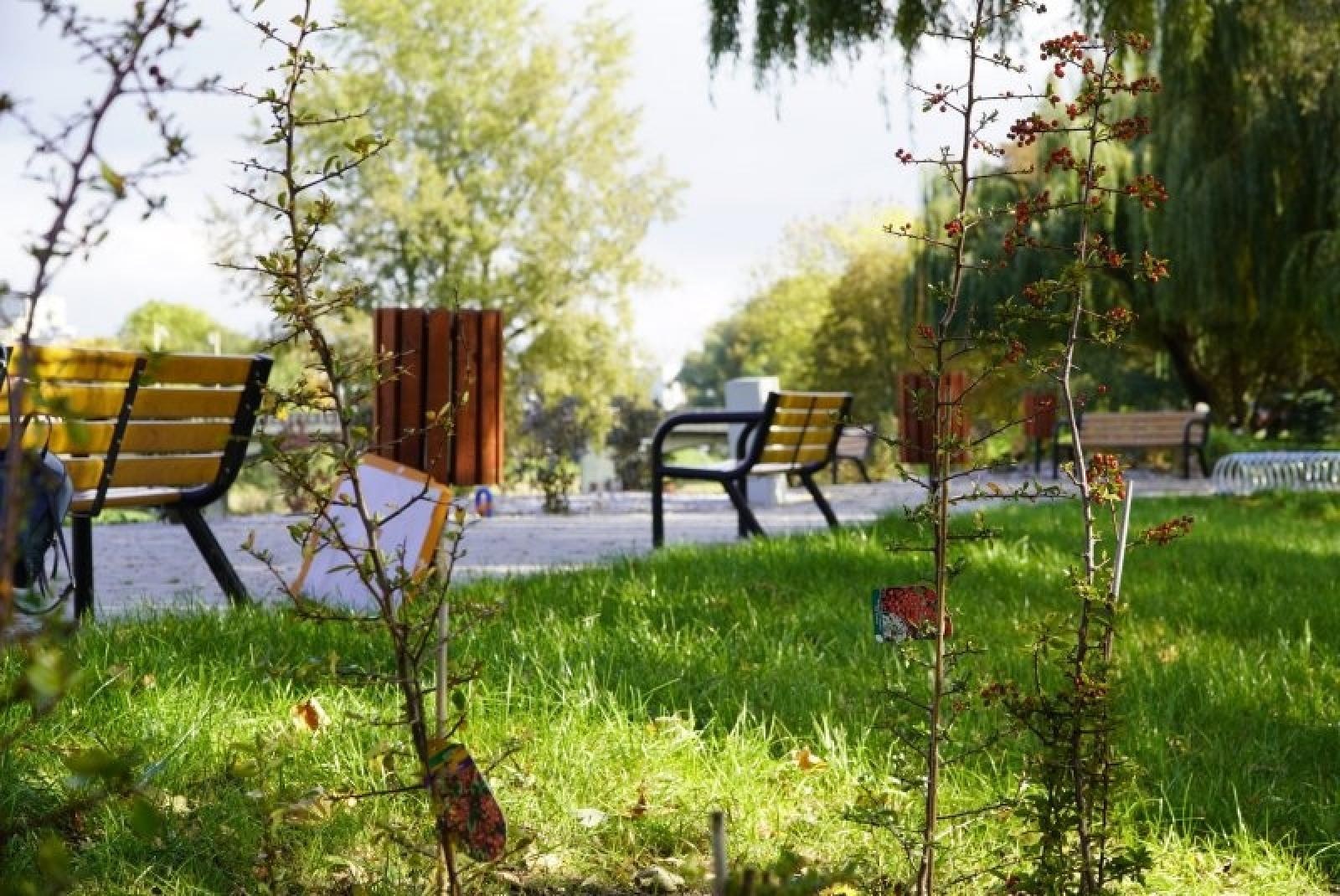 Zdjęcie w galerii na portalu naszraciborz.pl: Obywatelska cegiełka do zielonego Raciborza wiadomości z regionu
