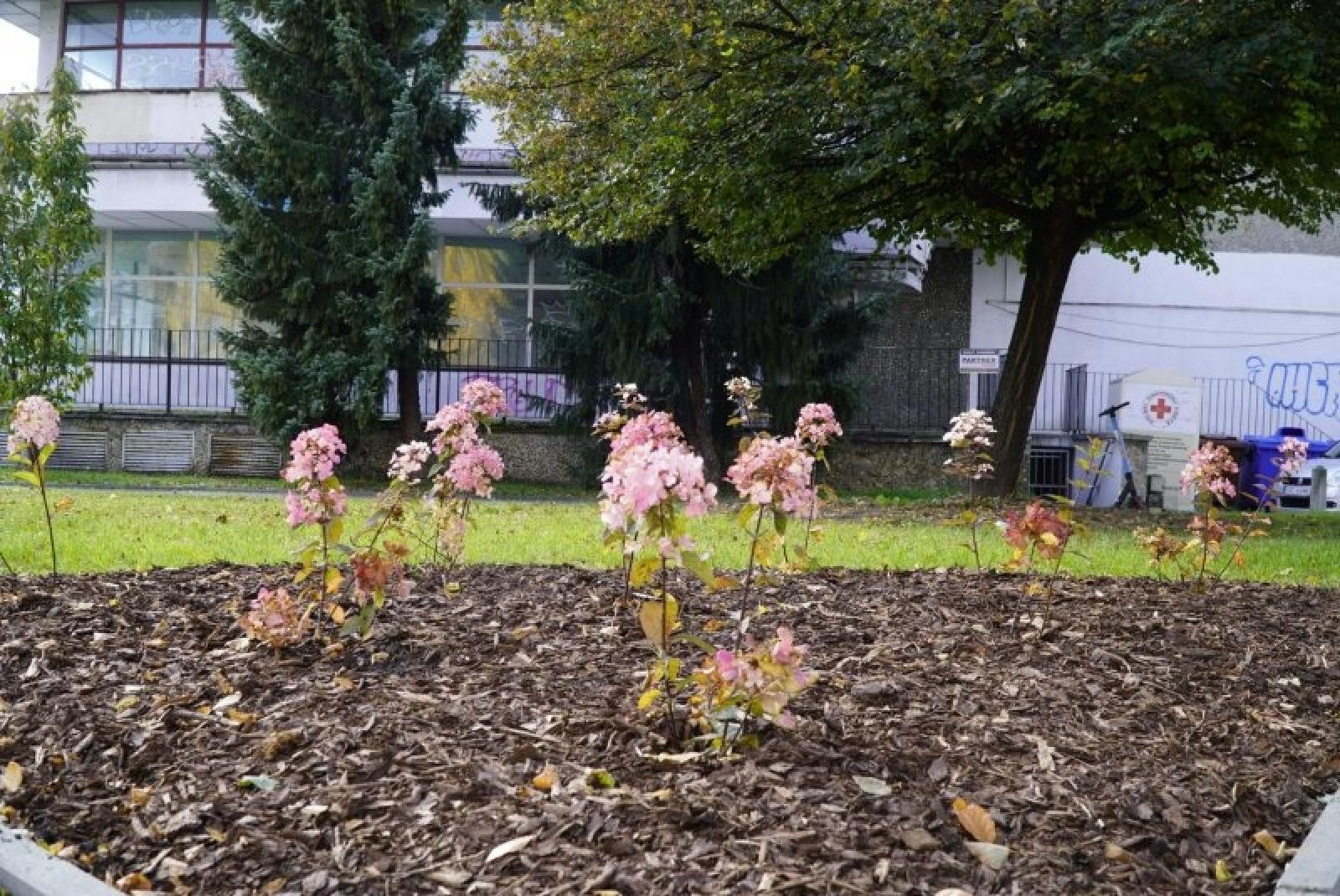 Zdjęcie w galerii na portalu naszraciborz.pl: Obywatelska cegiełka do zielonego Raciborza wiadomości z regionu