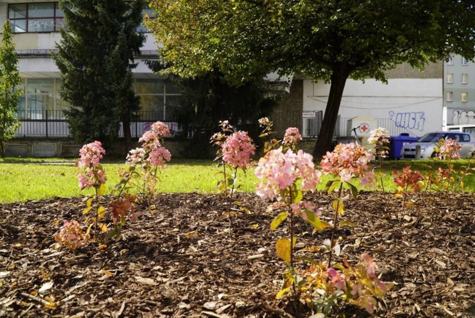 Zdjęcie w galerii na portalu naszraciborz.pl: Obywatelska cegiełka do zielonego Raciborza wiadomości z regionu