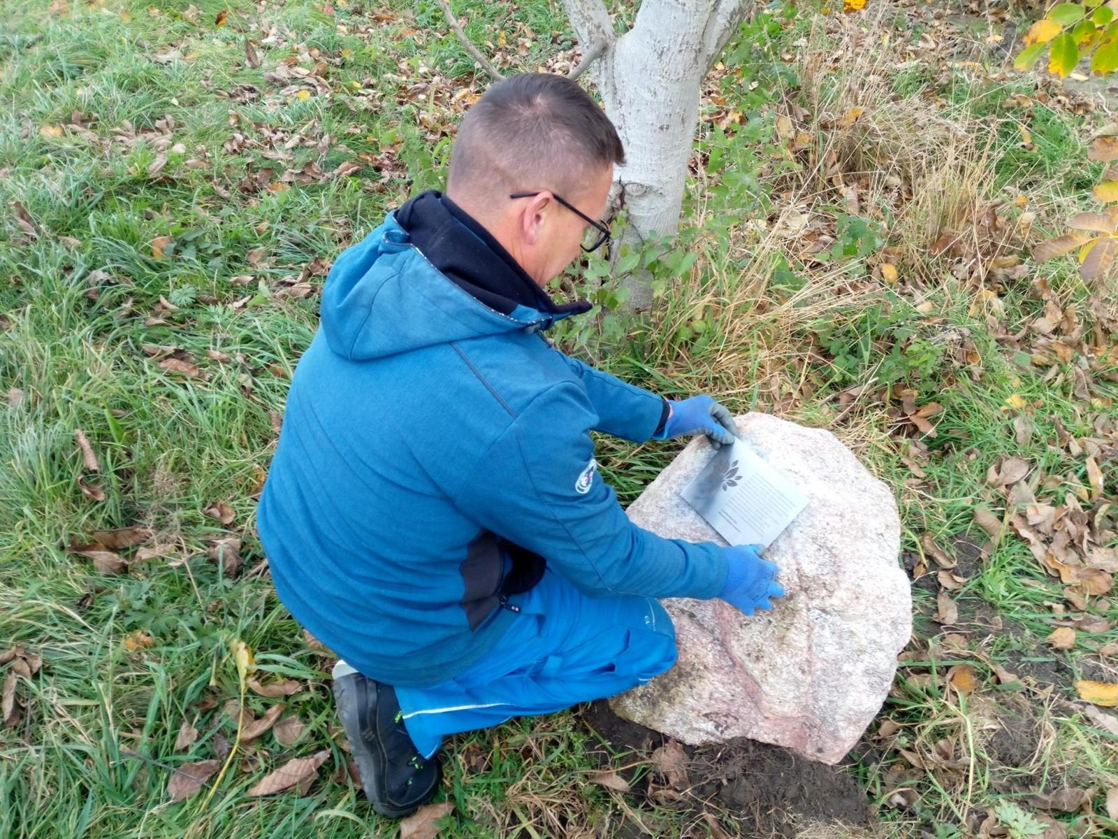 Zdjęcie w galerii na portalu naszraciborz.pl: Krajobraz jak za dawnych lat. Do Makowa wraca czereśniowa aleja wiadomości z regionu