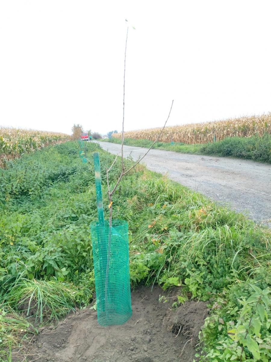 Zdjęcie w galerii na portalu naszraciborz.pl: Krajobraz jak za dawnych lat. Do Makowa wraca czereśniowa aleja wiadomości z regionu