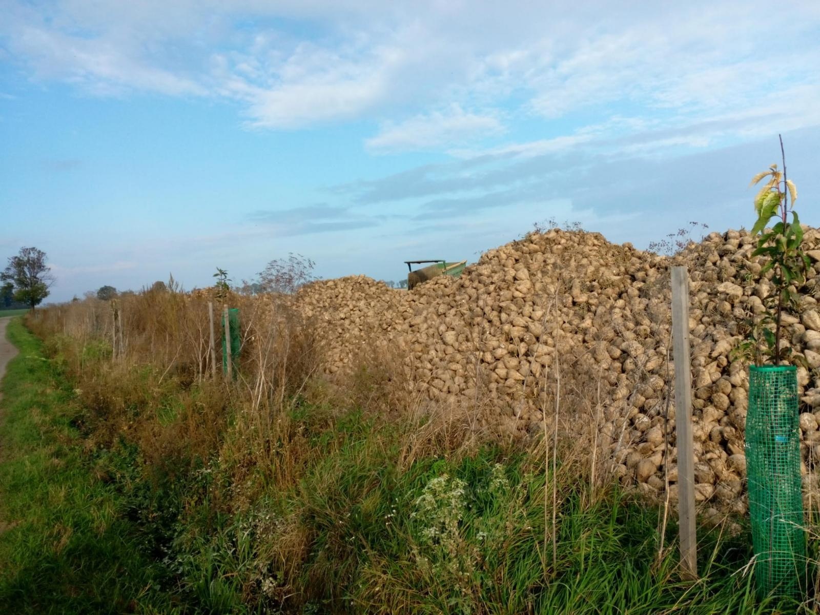 Zdjęcie w galerii na portalu naszraciborz.pl: Krajobraz jak za dawnych lat. Do Makowa wraca czereśniowa aleja wiadomości z regionu