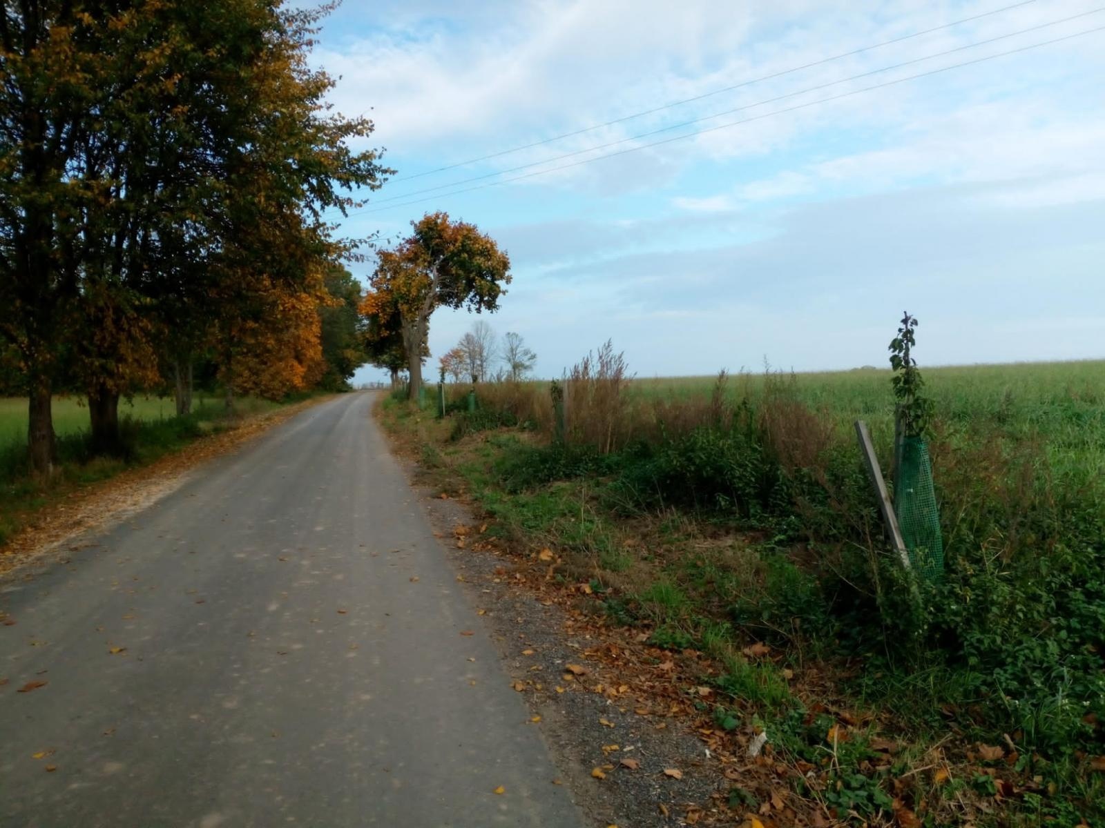 Zdjęcie w galerii na portalu naszraciborz.pl: Krajobraz jak za dawnych lat. Do Makowa wraca czereśniowa aleja wiadomości z regionu