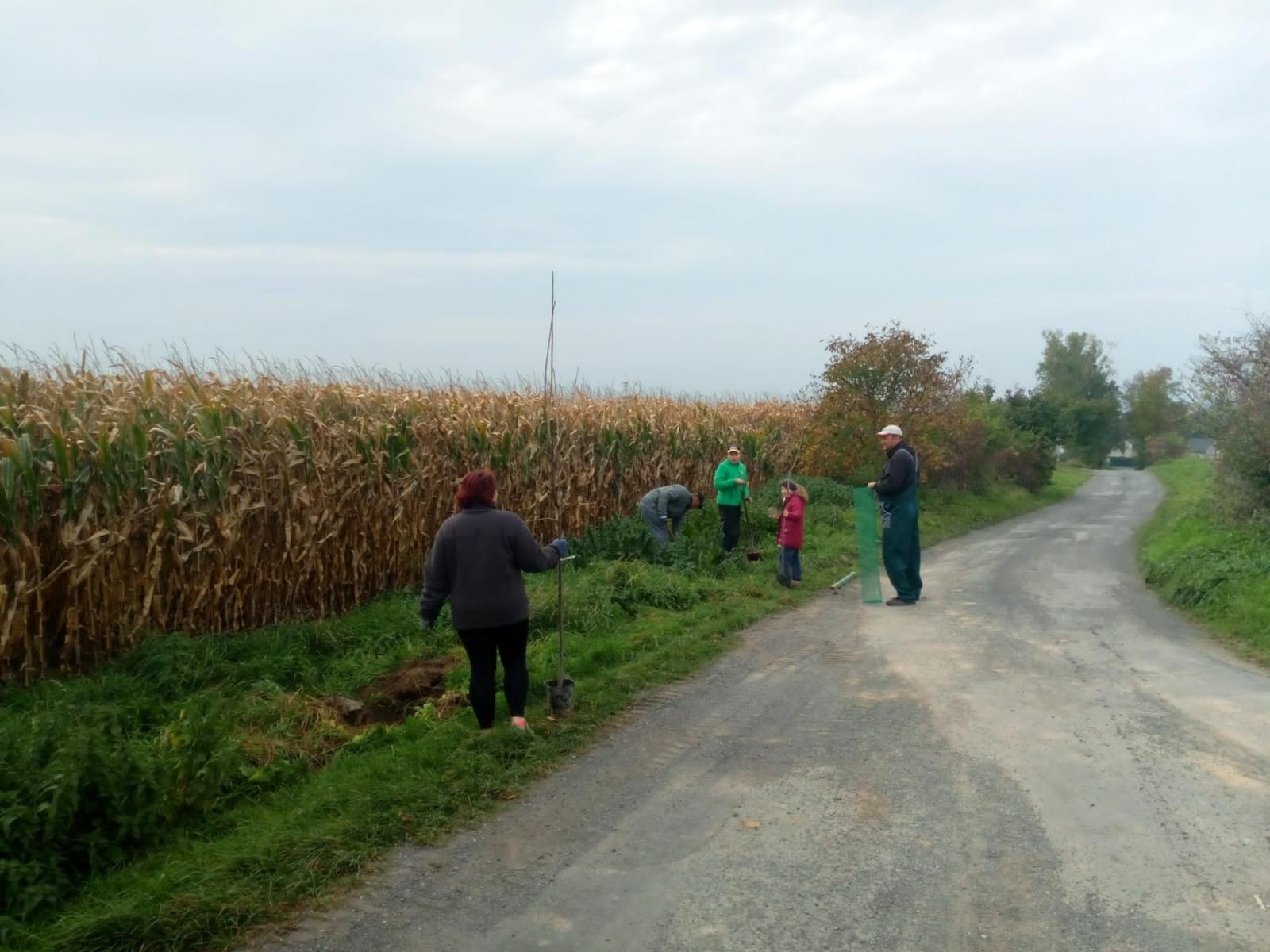 Zdjęcie w galerii na portalu naszraciborz.pl: Krajobraz jak za dawnych lat. Do Makowa wraca czereśniowa aleja wiadomości z regionu
