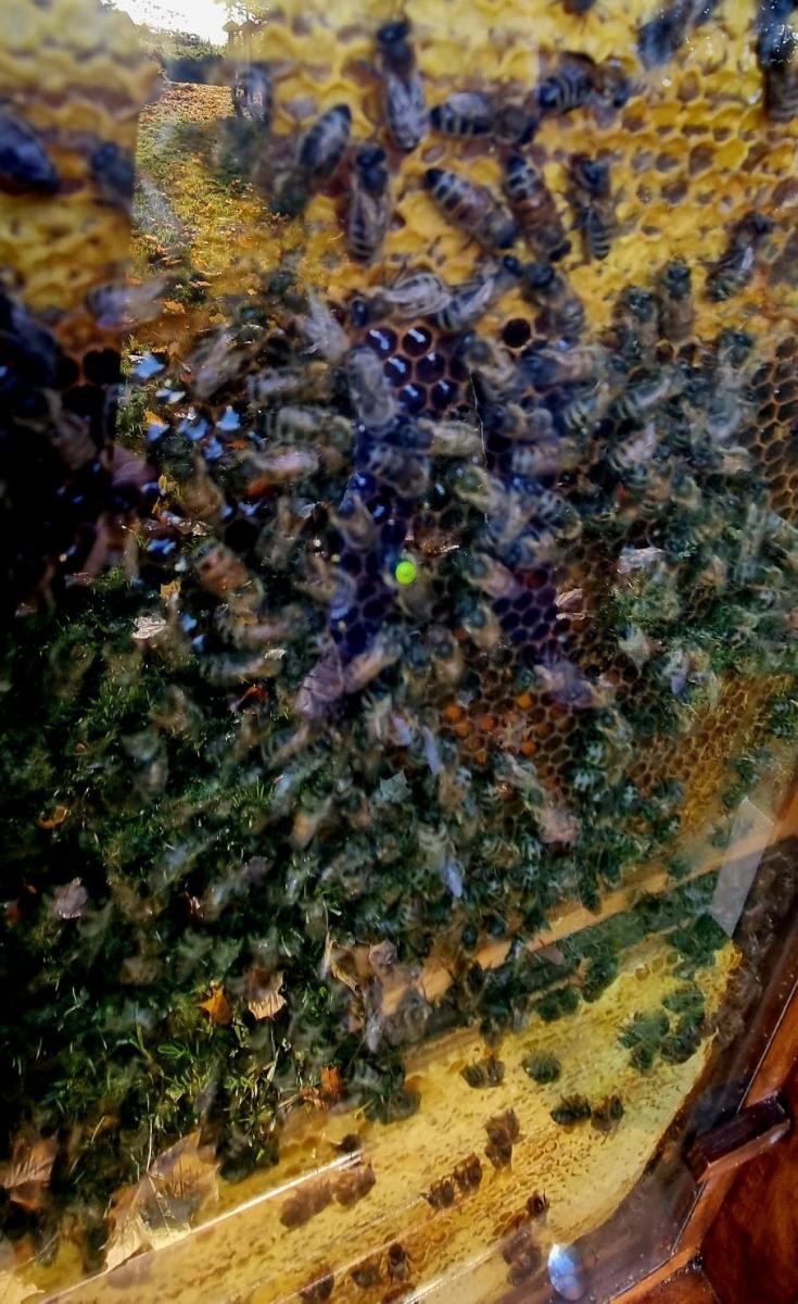 Zdjęcie w galerii na portalu naszraciborz.pl: Niedaleko Raciborza otwarto edukacyjną ścieżkę pszczelarską wiadomości z regionu