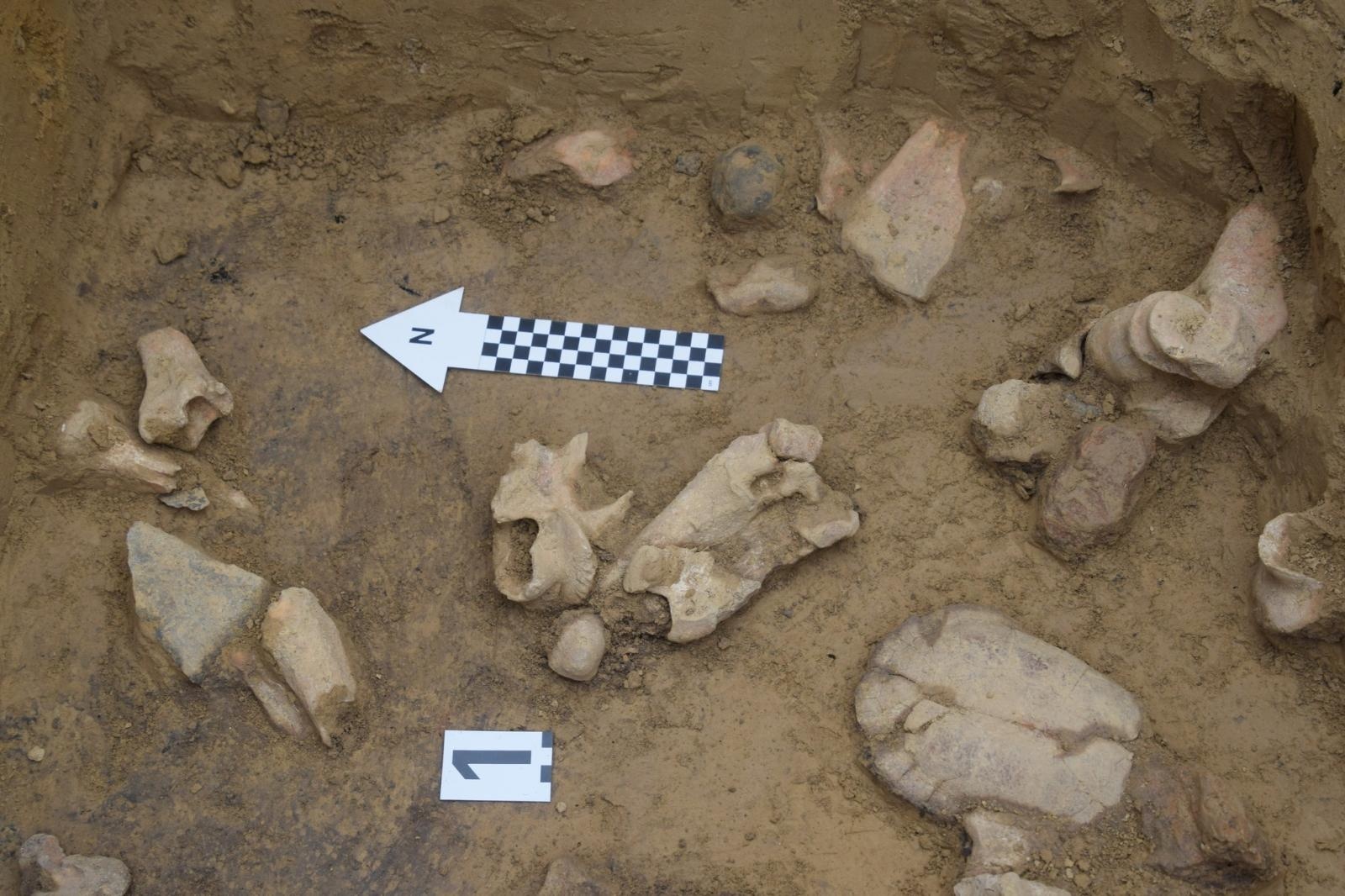 Zdjęcie w galerii na portalu naszraciborz.pl: Szczątki pradziejowych mieszkańców Starej Wsi trafią do analiz wiadomości z regionu