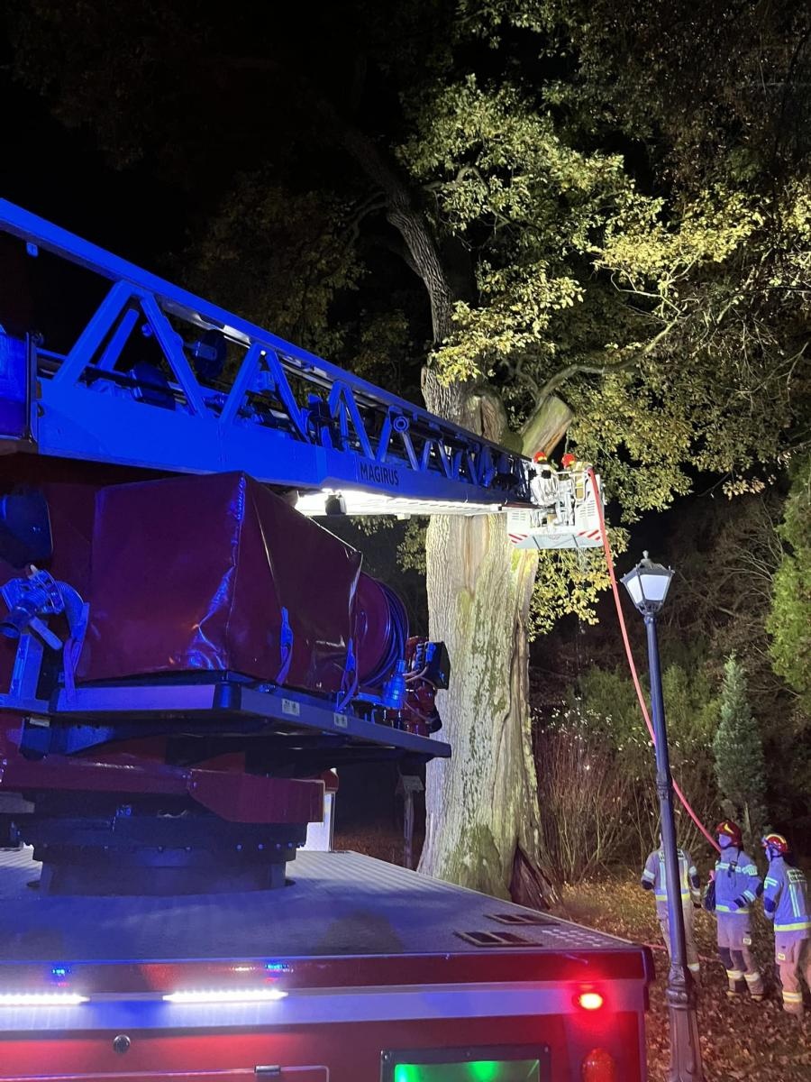 Zdjęcie w galerii na portalu naszraciborz.pl: Pożar dębu Cysters w Rudach. Staruszka udało się na szczęście uratować [FOTO] wiadomości z regionu
