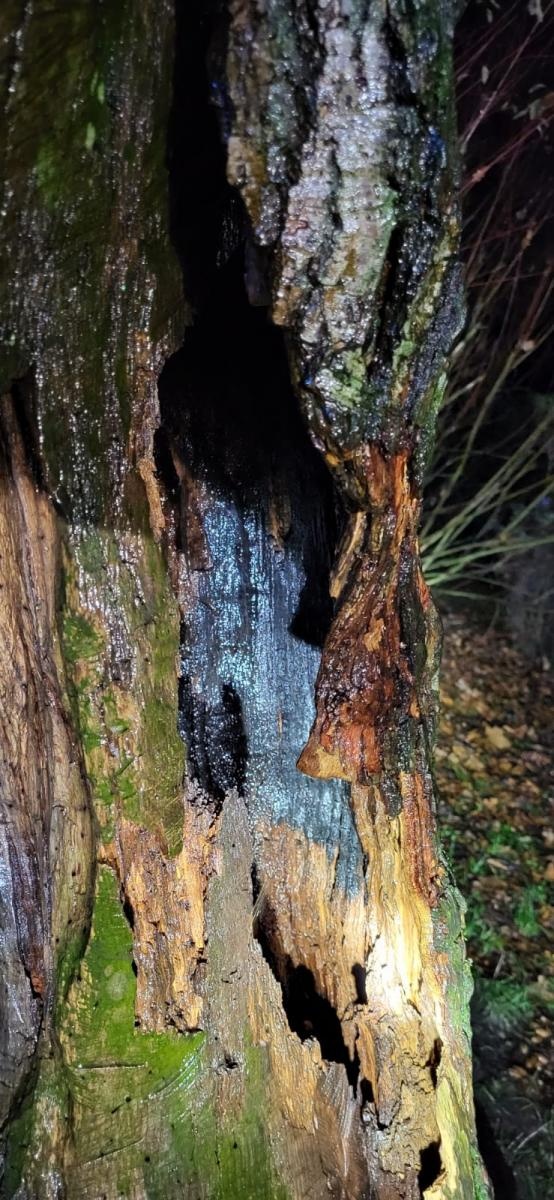 Zdjęcie w galerii na portalu naszraciborz.pl: Pożar dębu Cysters w Rudach. Staruszka udało się na szczęście uratować [FOTO] wiadomości z regionu
