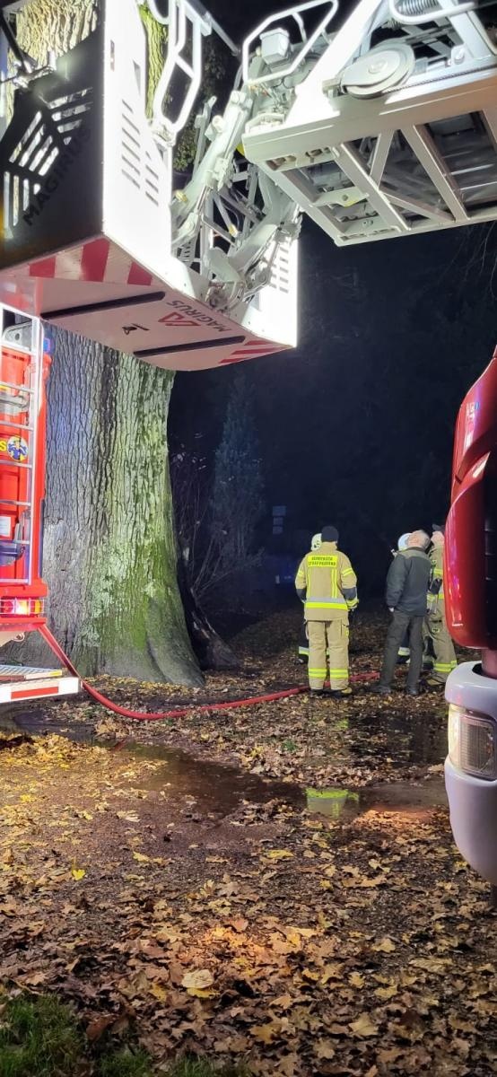 Zdjęcie w galerii na portalu naszraciborz.pl: Pożar dębu Cysters w Rudach. Staruszka udało się na szczęście uratować [FOTO] wiadomości z regionu