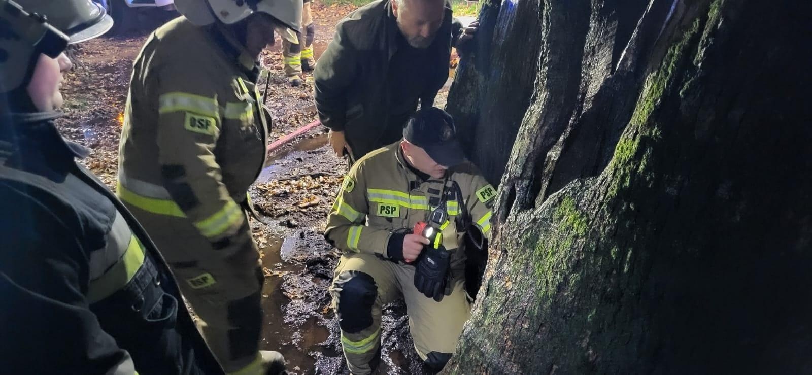 Zdjęcie w galerii na portalu naszraciborz.pl: Pożar dębu Cysters w Rudach. Staruszka udało się na szczęście uratować [FOTO] wiadomości z regionu