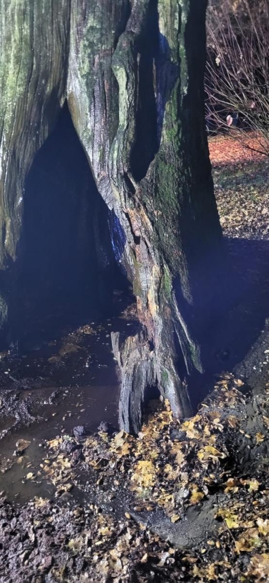 Zdjęcie w galerii na portalu naszraciborz.pl: Pożar dębu Cysters w Rudach. Staruszka udało się na szczęście uratować [FOTO] wiadomości z regionu