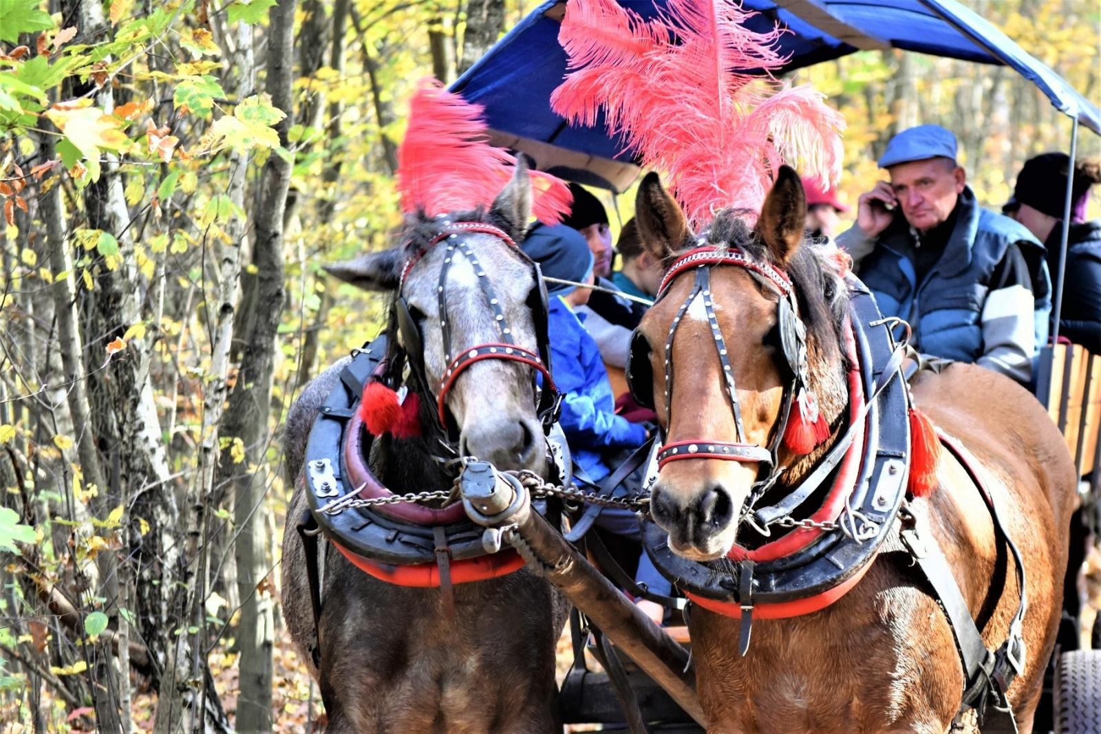 Zdjęcie w galerii na portalu naszraciborz.pl: Hubertus 2022 za nami. Pogonili za lisią kitą [FOTO] wiadomości z regionu