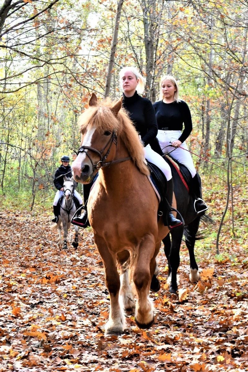 Zdjęcie w galerii na portalu naszraciborz.pl: Hubertus 2022 za nami. Pogonili za lisią kitą [FOTO] wiadomości z regionu