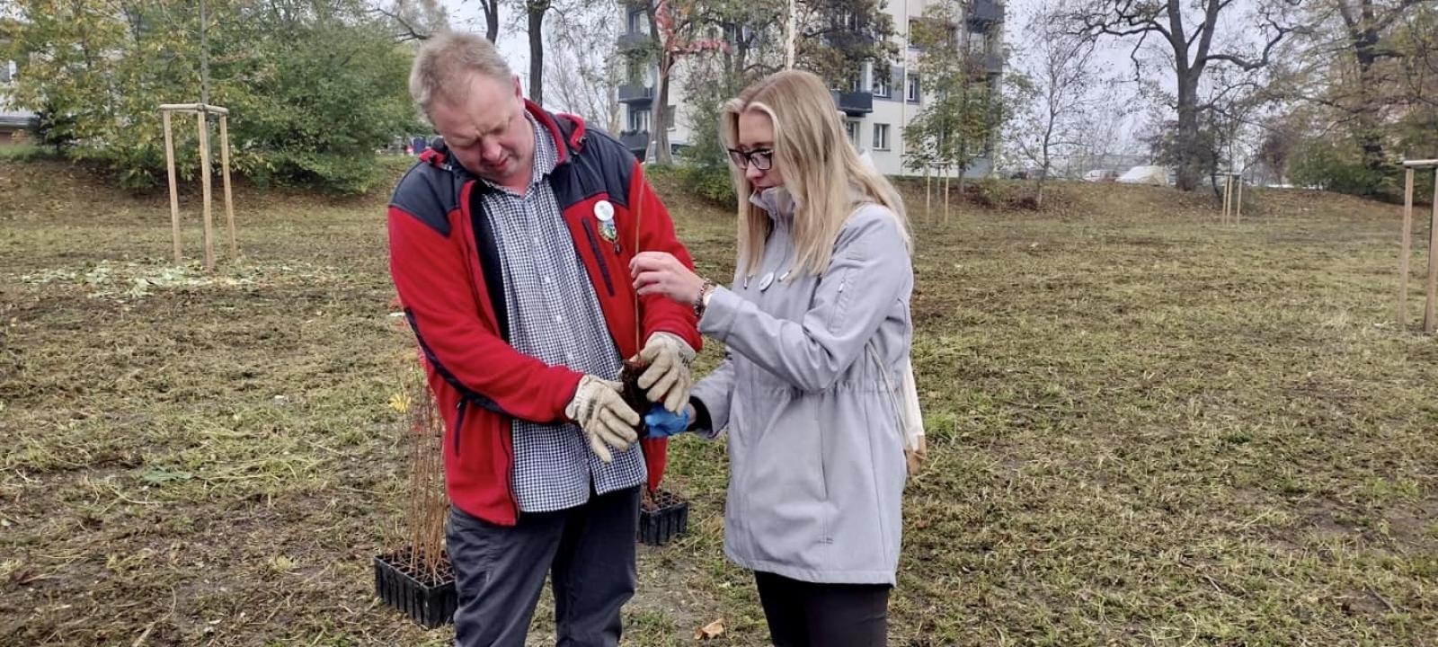 Zdjęcie w galerii na portalu naszraciborz.pl: Czyste, Zielone Miasta. Nad Odrą posadzono jarzębiny wiadomości z regionu