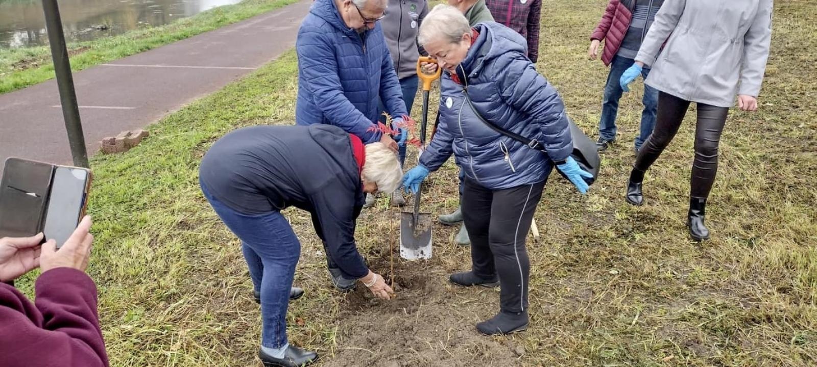 Zdjęcie w galerii na portalu naszraciborz.pl: Czyste, Zielone Miasta. Nad Odrą posadzono jarzębiny wiadomości z regionu