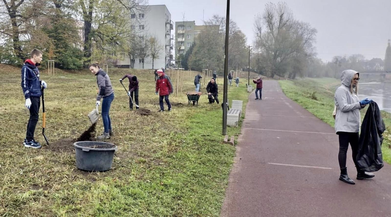 Zdjęcie w galerii na portalu naszraciborz.pl: Czyste, Zielone Miasta. Nad Odrą posadzono jarzębiny wiadomości z regionu