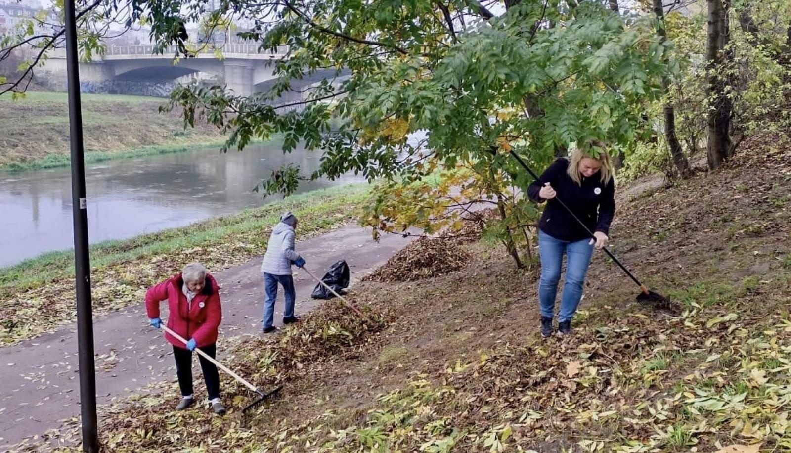 Zdjęcie w galerii na portalu naszraciborz.pl: Czyste, Zielone Miasta. Nad Odrą posadzono jarzębiny wiadomości z regionu