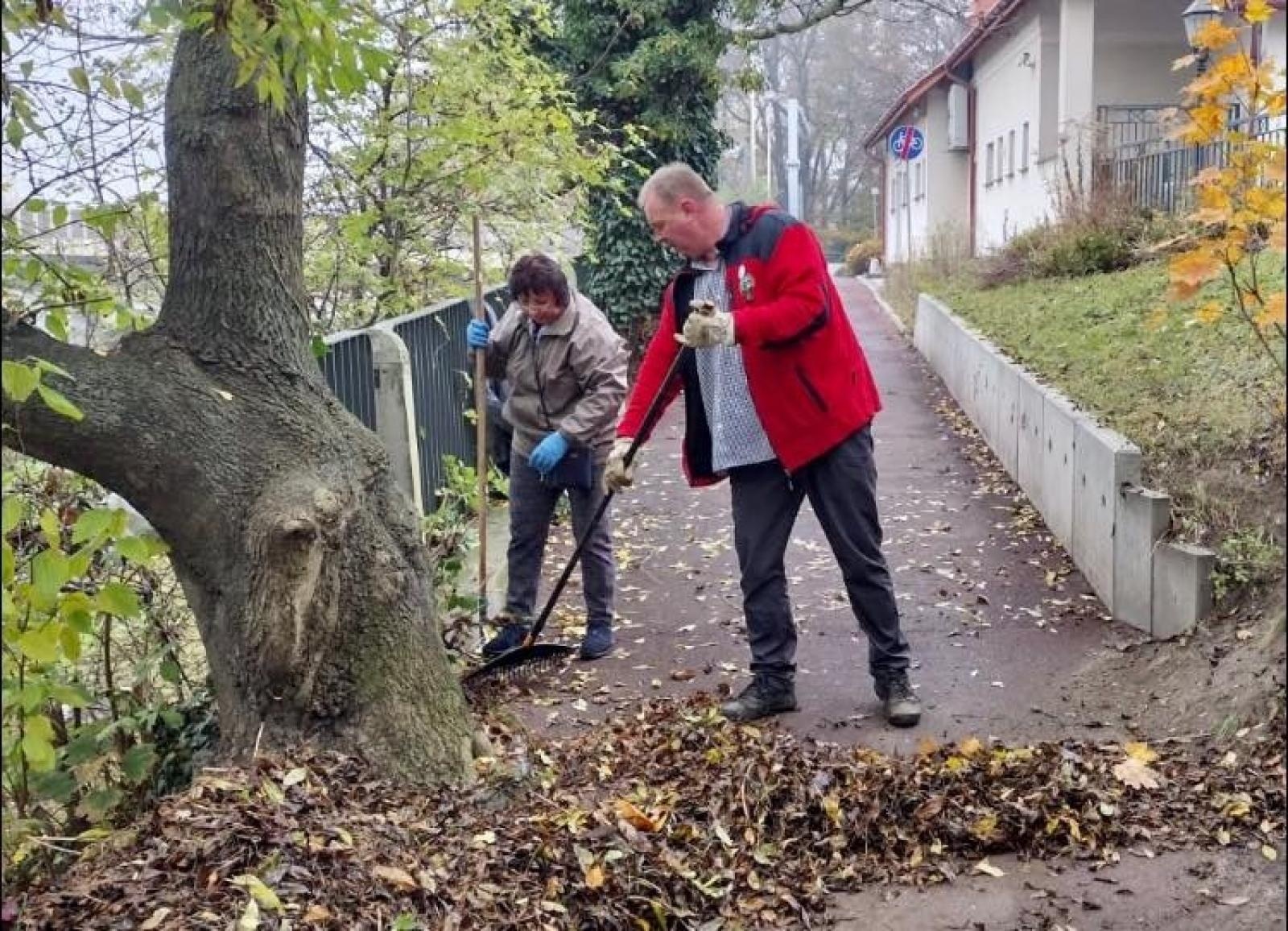 Zdjęcie w galerii na portalu naszraciborz.pl: Czyste, Zielone Miasta. Nad Odrą posadzono jarzębiny wiadomości z regionu