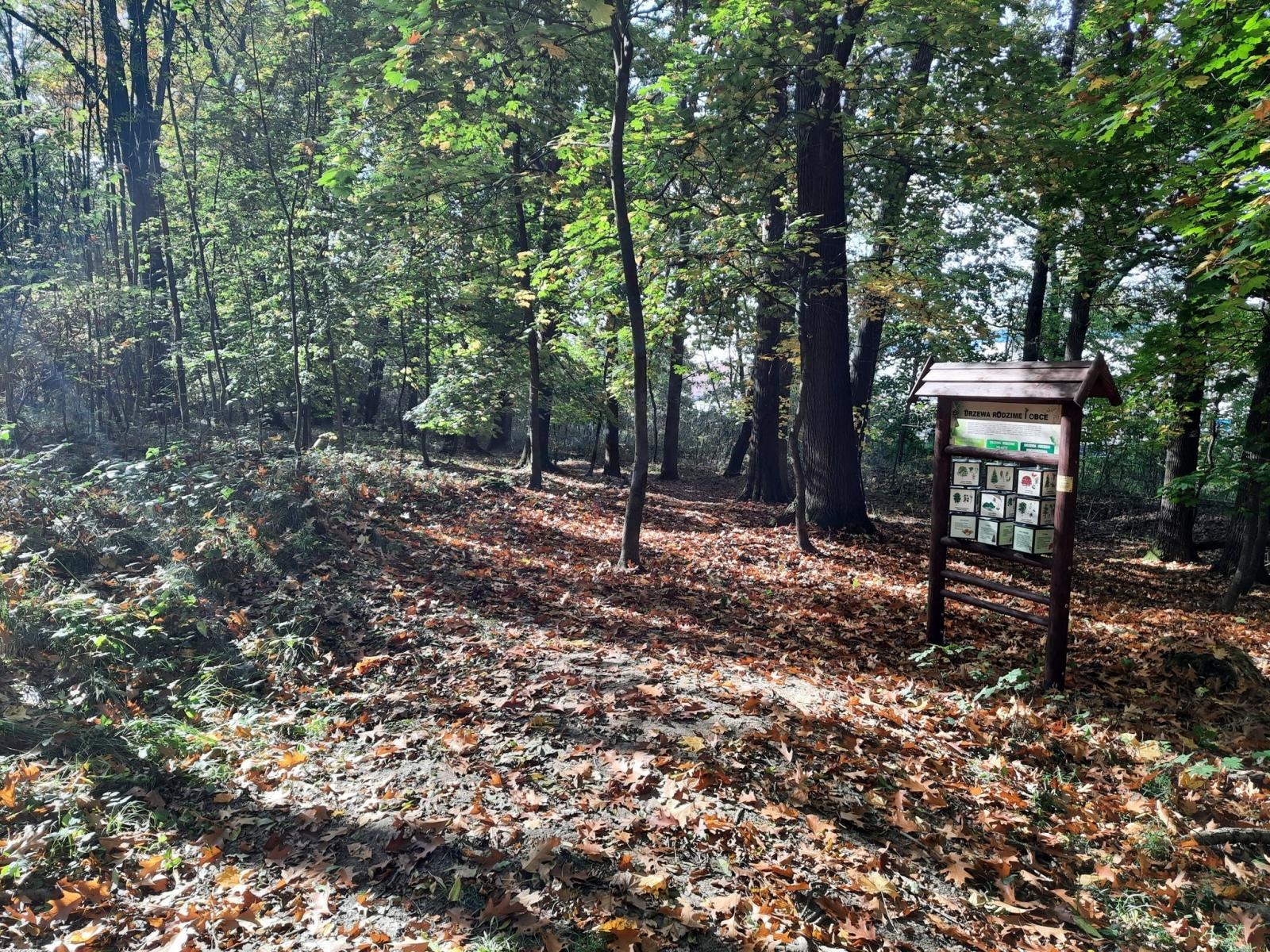 Zdjęcie w galerii na portalu naszraciborz.pl: Arboretum odnowiło ścieżkę edukacyjną wiadomości z regionu