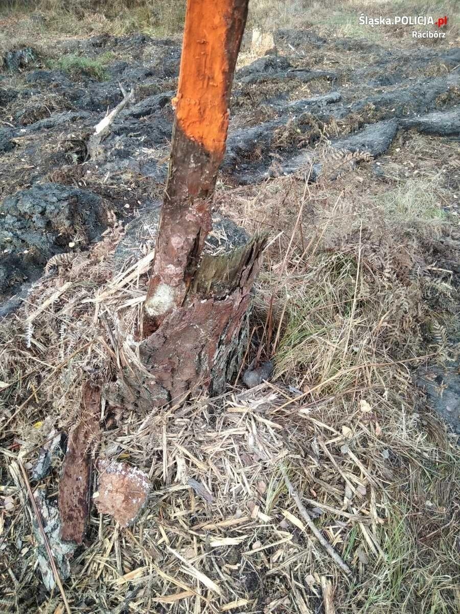 Zdjęcie w galerii na portalu naszraciborz.pl: W lesie niedaleko Kuźni Raciborskiej znaleziono niewybuch wiadomości z regionu