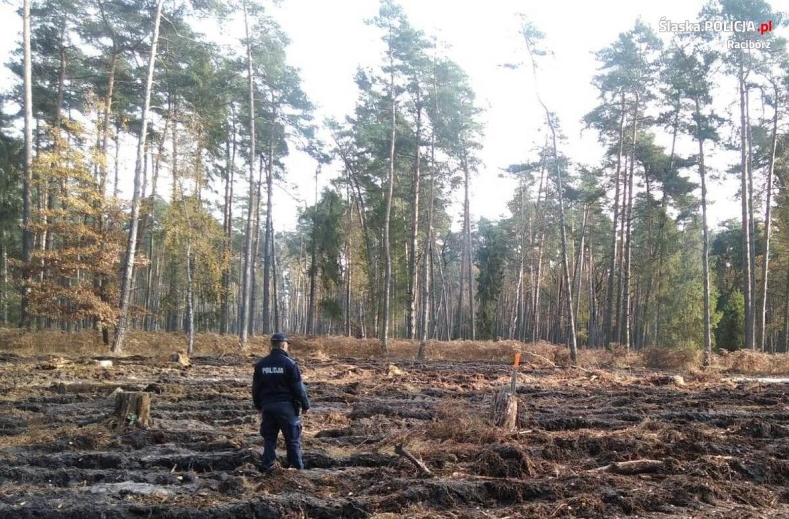 Zdjęcie w galerii na portalu naszraciborz.pl: W lesie niedaleko Kuźni Raciborskiej znaleziono niewybuch wiadomości z regionu