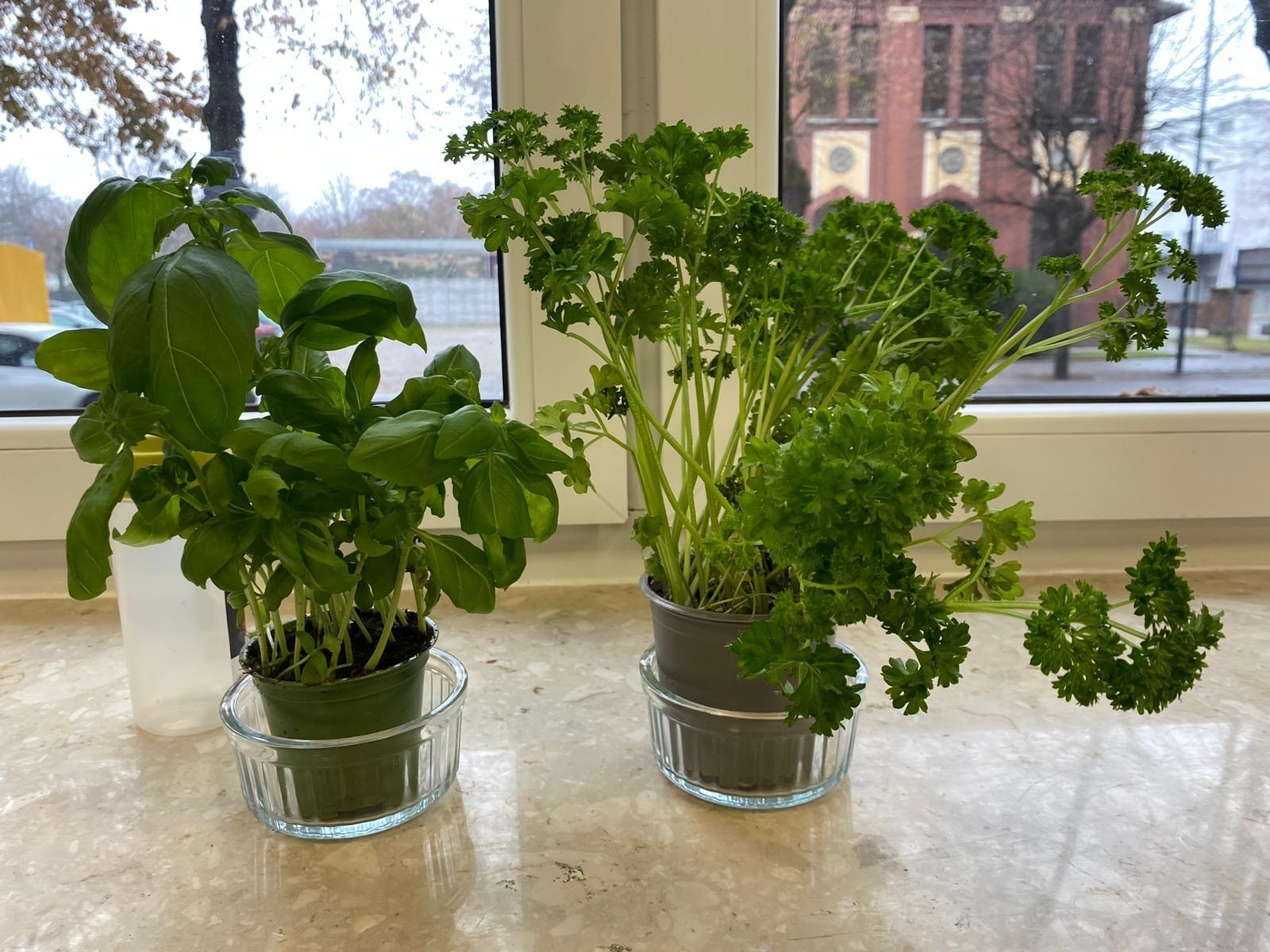 Zdjęcie w galerii na portalu naszraciborz.pl: Kulinarna podróż na Cypr - tylko w CKZiU nr 1 w Raciborzu wiadomości z regionu