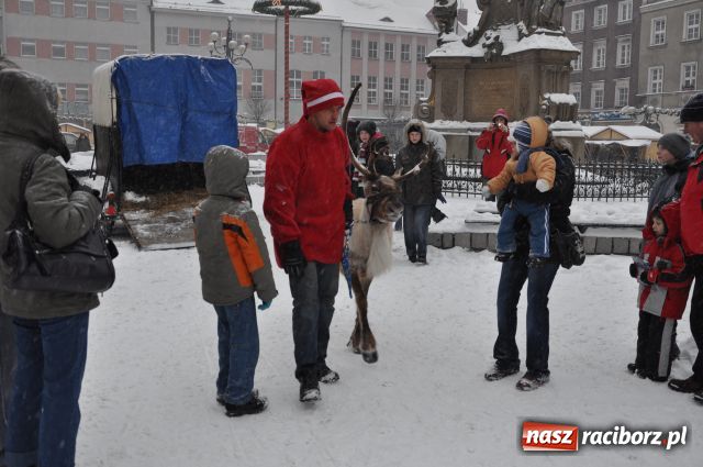 Zdjęcie w galerii na portalu naszraciborz.pl: Do reniferów ustawiały się kolejki wiadomości z regionu