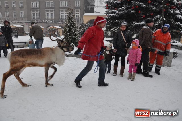 Zdjęcie w galerii na portalu naszraciborz.pl: Do reniferów ustawiały się kolejki wiadomości z regionu