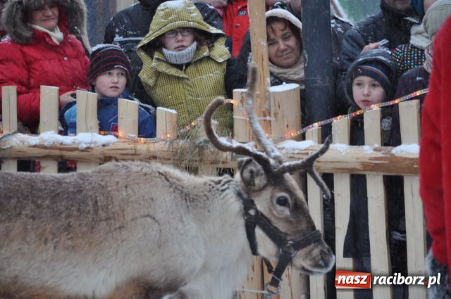 Zdjęcie w galerii na portalu naszraciborz.pl: Do reniferów ustawiały się kolejki wiadomości z regionu