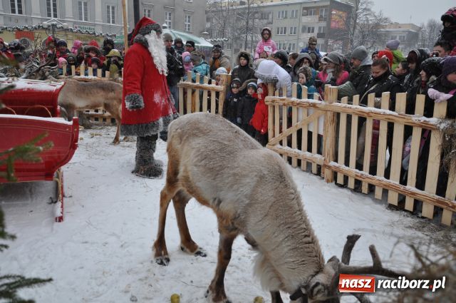 Zdjęcie w galerii na portalu naszraciborz.pl: Do reniferów ustawiały się kolejki wiadomości z regionu