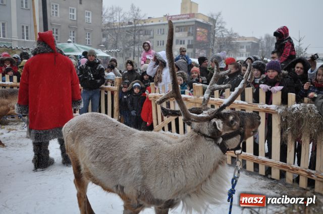 Zdjęcie w galerii na portalu naszraciborz.pl: Do reniferów ustawiały się kolejki wiadomości z regionu
