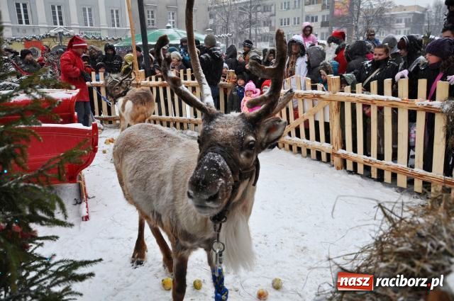 Zdjęcie w galerii na portalu naszraciborz.pl: Do reniferów ustawiały się kolejki wiadomości z regionu