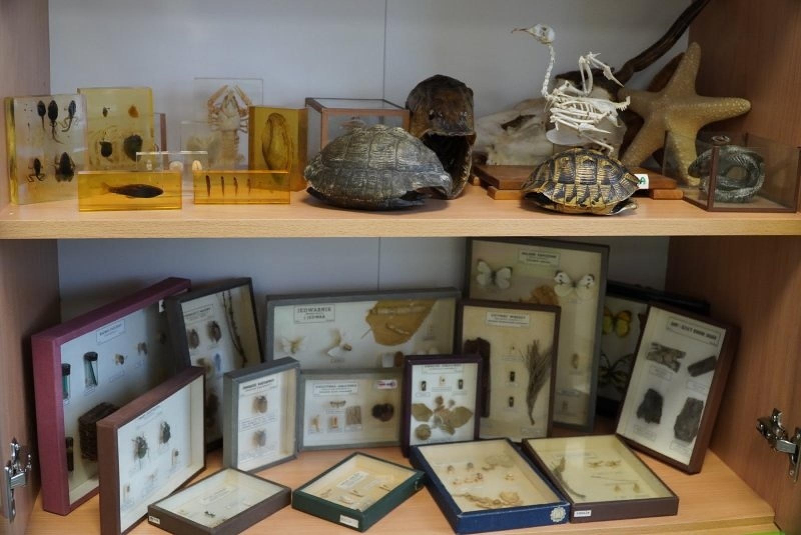 Zdjęcie w galerii na portalu naszraciborz.pl: Zielona pracownia Kasprowy otwarta w SP4 wiadomości z regionu