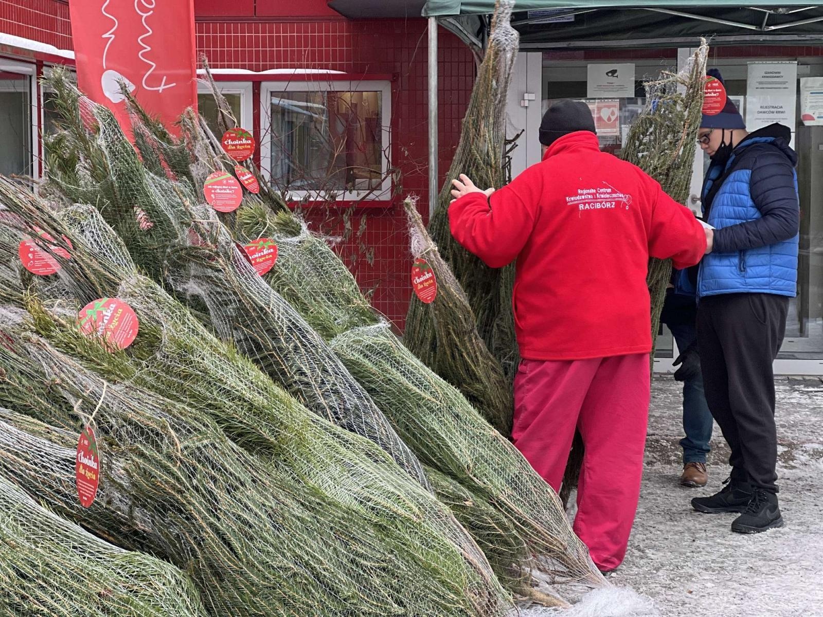 Zdjęcie w galerii na portalu naszraciborz.pl: Lasy Państwowe rozdają choinki honorowym krwiodawcom wiadomości z regionu