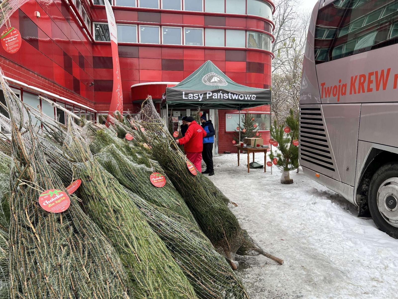 Zdjęcie w galerii na portalu naszraciborz.pl: Lasy Państwowe rozdają choinki honorowym krwiodawcom wiadomości z regionu