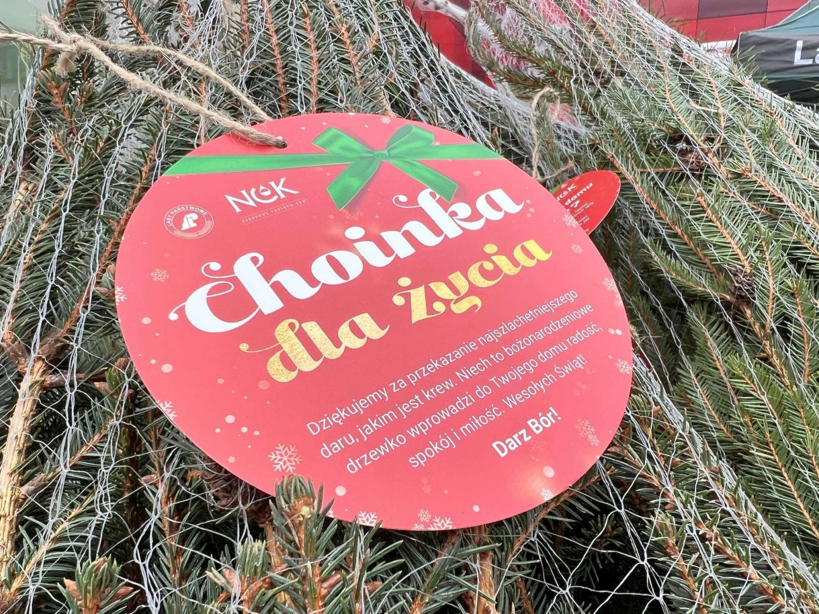 Zdjęcie w galerii na portalu naszraciborz.pl: Lasy Państwowe rozdają choinki honorowym krwiodawcom wiadomości z regionu