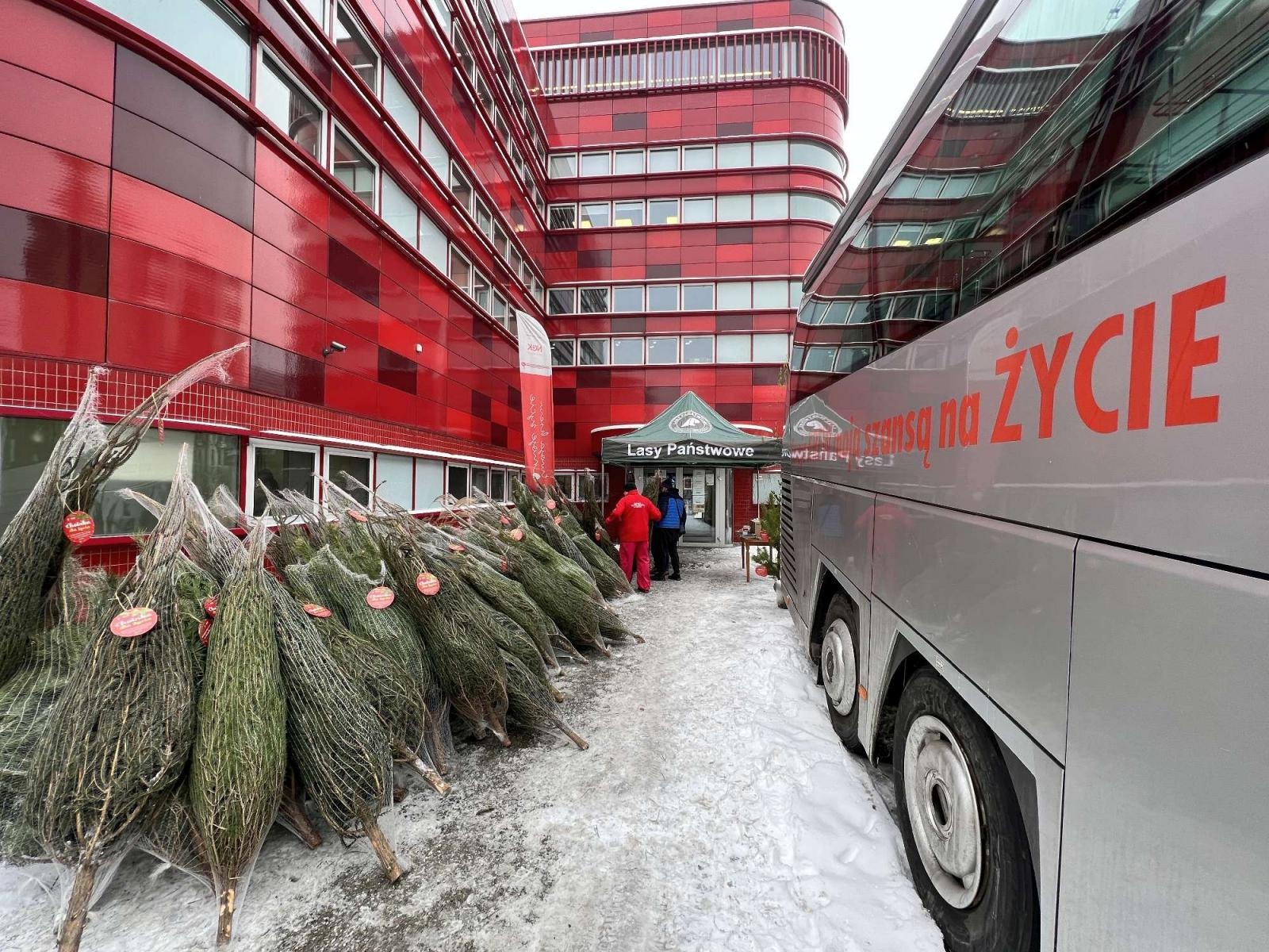 Zdjęcie w galerii na portalu naszraciborz.pl: Lasy Państwowe rozdają choinki honorowym krwiodawcom wiadomości z regionu