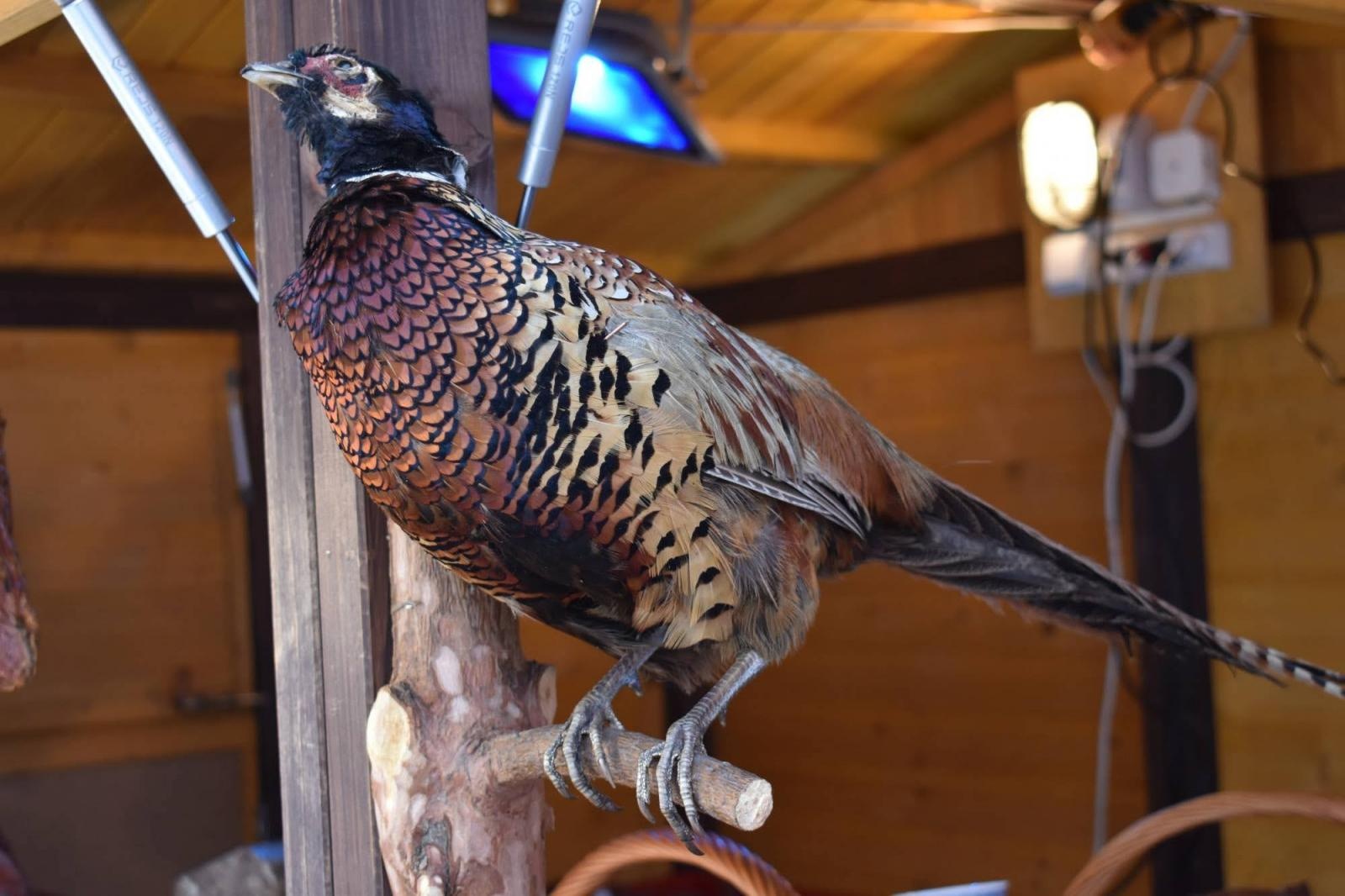 Zdjęcie w galerii na portalu naszraciborz.pl: Zamkowy jarmark 2022 - dzień pierwszy za nami [FOTO] wiadomości z regionu