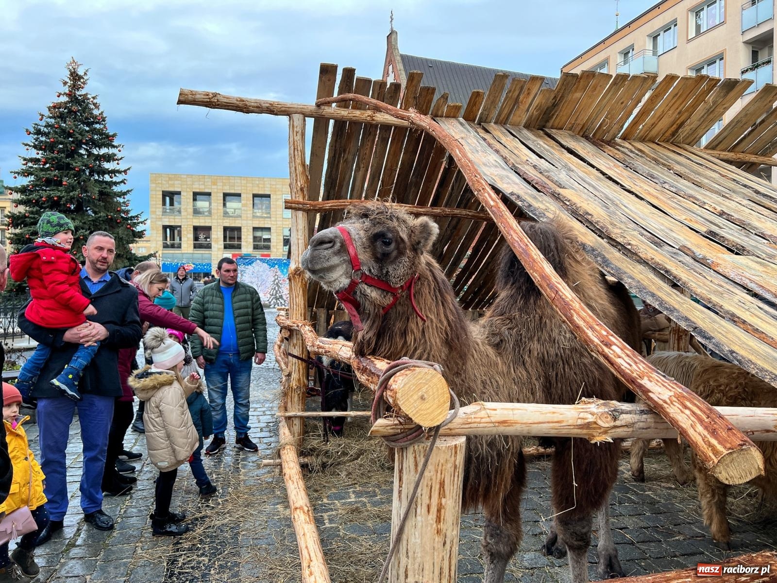Zdjęcie w galerii na portalu naszraciborz.pl: Żywa szopka z wielbłądem na raciborskim Rynku [FOTO i WIDEO] wiadomości z regionu