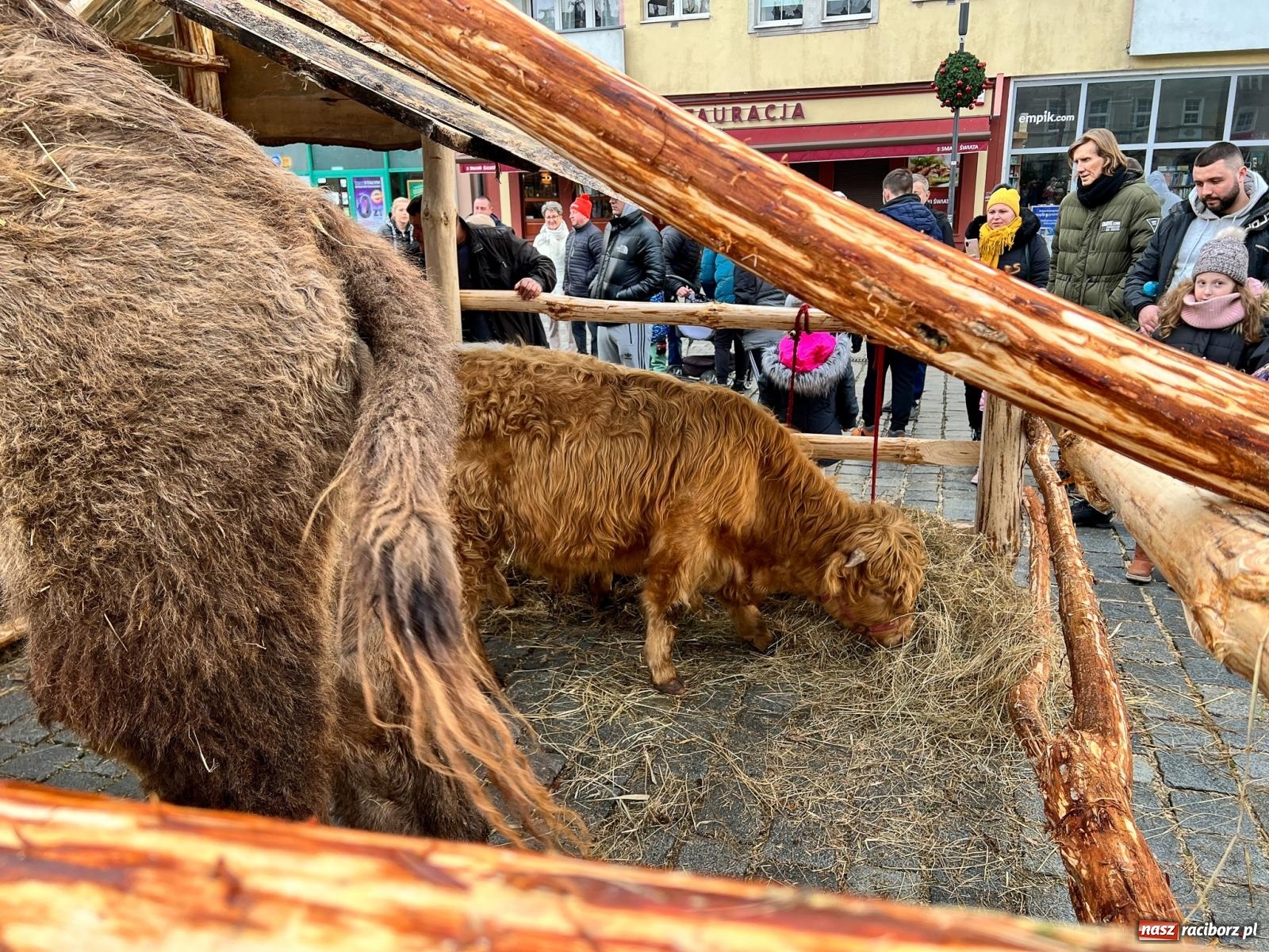 Zdjęcie w galerii na portalu naszraciborz.pl: Żywa szopka z wielbłądem na raciborskim Rynku [FOTO i WIDEO] wiadomości z regionu