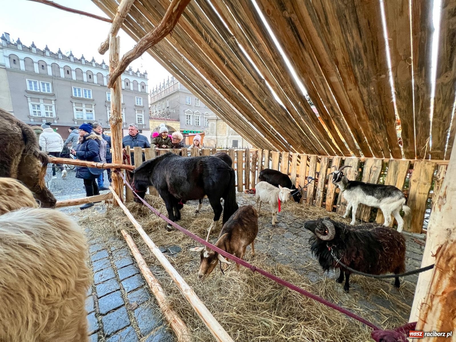 Zdjęcie w galerii na portalu naszraciborz.pl: Żywa szopka z wielbłądem na raciborskim Rynku [FOTO i WIDEO] wiadomości z regionu