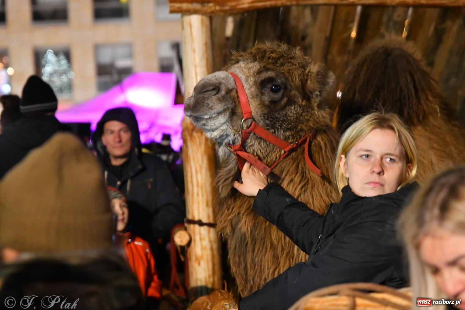 Zdjęcie w galerii na portalu naszraciborz.pl: Żywa szopka z wielbłądem na raciborskim Rynku [FOTO i WIDEO] wiadomości z regionu