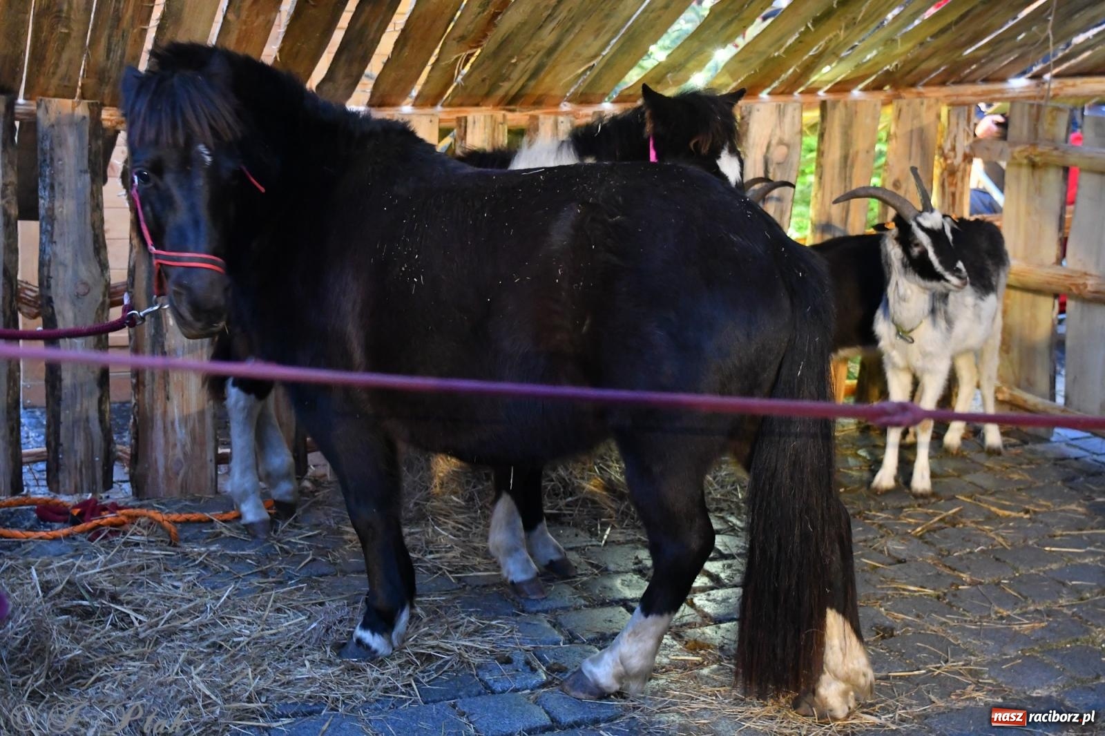 Zdjęcie w galerii na portalu naszraciborz.pl: Raciborskie kolędowanie na Rynku [FOTO i WIDEO] wiadomości z regionu