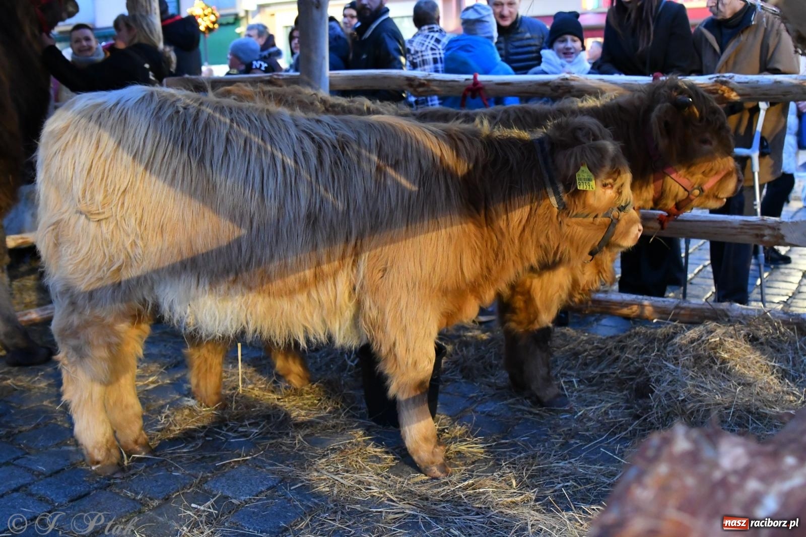 Zdjęcie w galerii na portalu naszraciborz.pl: Raciborskie kolędowanie na Rynku [FOTO i WIDEO] wiadomości z regionu