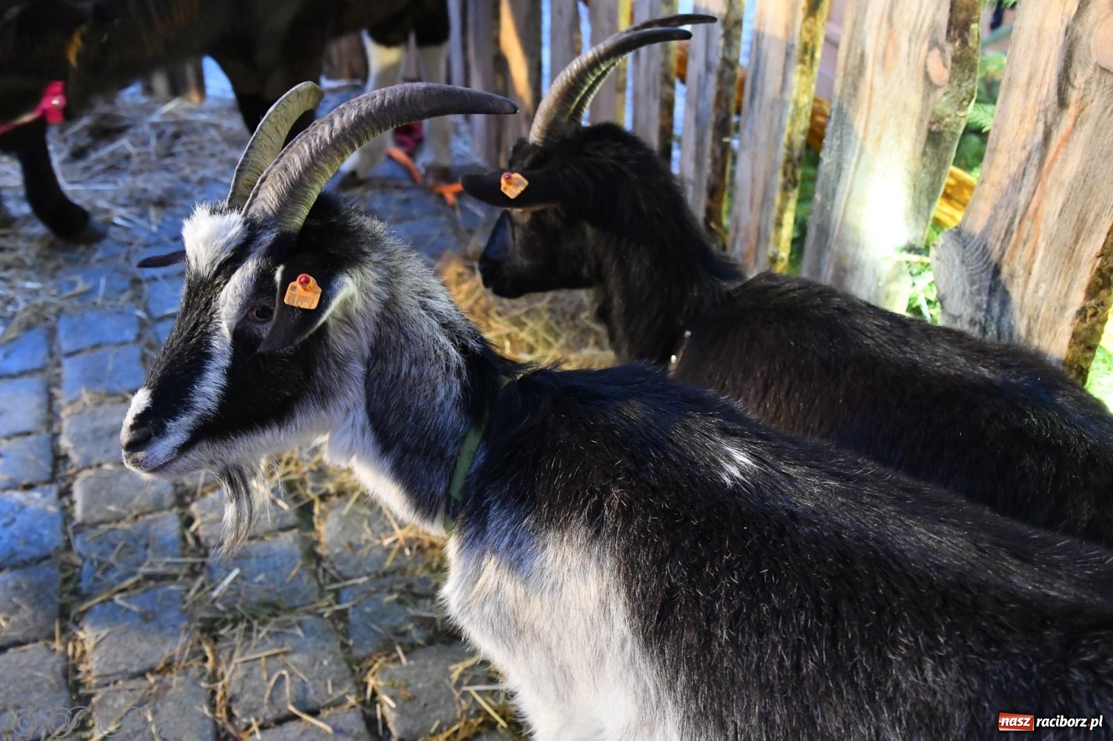Zdjęcie w galerii na portalu naszraciborz.pl: Raciborskie kolędowanie na Rynku [FOTO i WIDEO] wiadomości z regionu