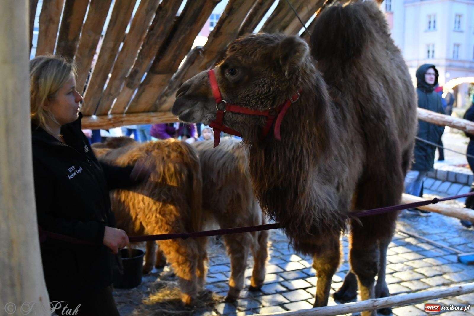 Zdjęcie w galerii na portalu naszraciborz.pl: Raciborskie kolędowanie na Rynku [FOTO i WIDEO] wiadomości z regionu