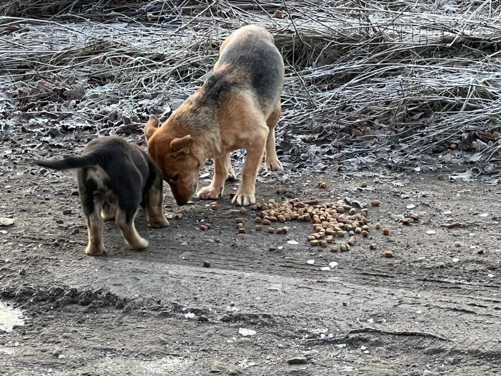 Zdjęcie w galerii na portalu naszraciborz.pl: Dary z powiatu raciborskiego dotarły niemal pod linię frontu. 900 km podróży na zdjęciach wiadomości z regionu